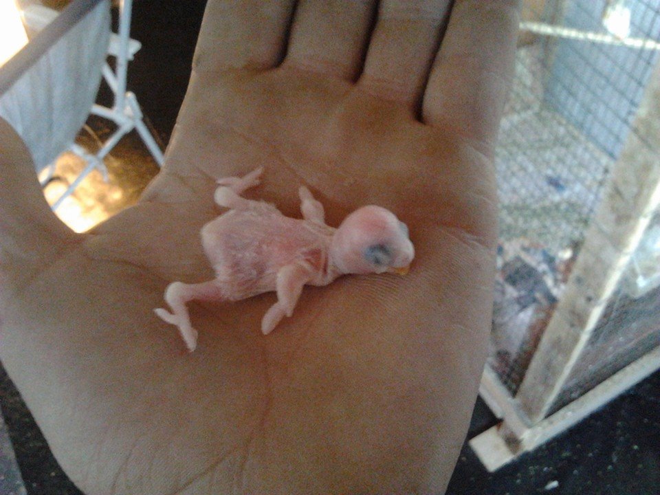 vi presento Luky
